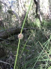 Chorizandra cymbaria