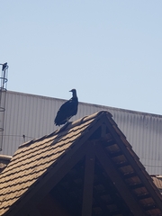 Coragyps atratus