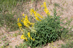 Crotalaria dissitiflora
