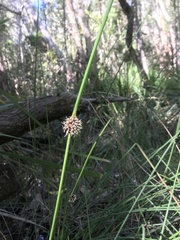 Chorizandra cymbaria