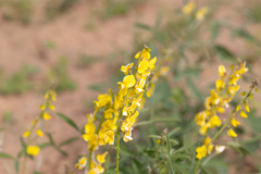 Crotalaria dissitiflora