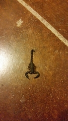 Pseudouroctonus reddelli