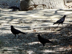 Corvus brachyrhynchos