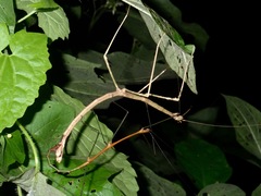 Lonchodes dalawangsungay