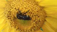Bombus mexicanus