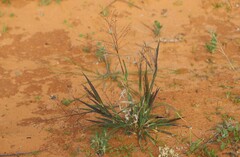 Panicum decompositum