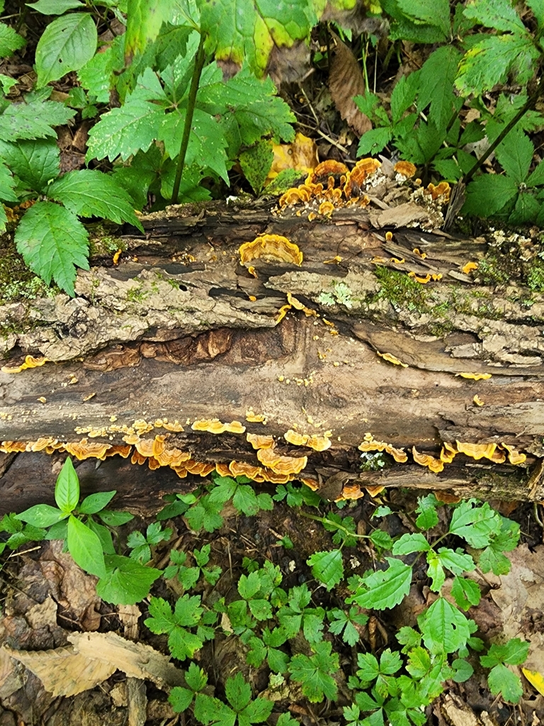 crowded parchment from Brown Township, IN, USA on August 13, 2022 at 01