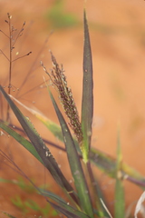 Panicum decompositum