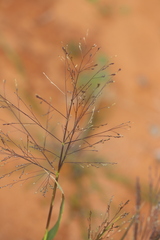 Panicum decompositum