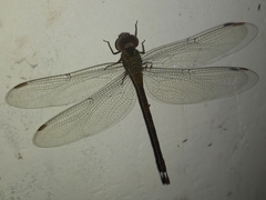 Coryphaeschna adnexa