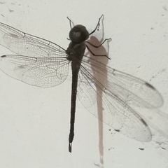 Coryphaeschna adnexa