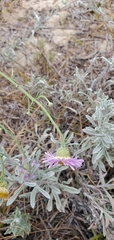 Erigeron blochmaniae