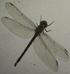 Coryphaeschna adnexa