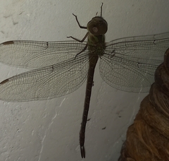 Coryphaeschna adnexa