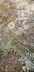 Erigeron blochmaniae