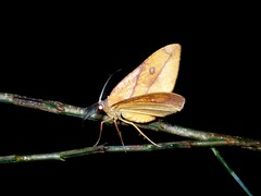 Hypochrosis hyadaria
