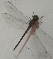 Coryphaeschna adnexa