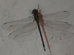 Coryphaeschna adnexa