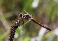 Libellula