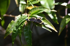 Panara jarbas