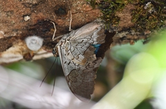 Archaeoprepona demophoon