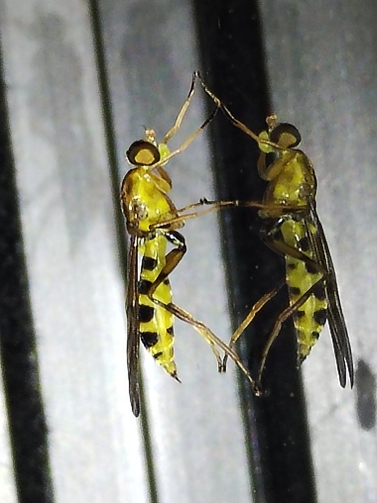 Ptecticus kraussi