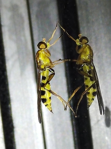 Ptecticus kraussi