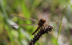 Libellula