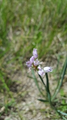 Allium geyeri