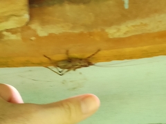 Ancistrocercus circumdatus