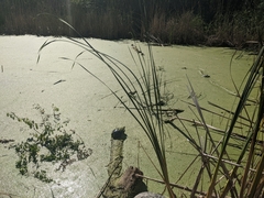 Chrysemys picta marginata