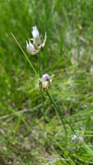 Allium geyeri