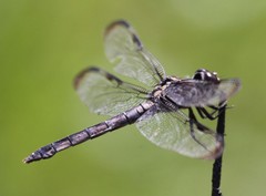 Libellula