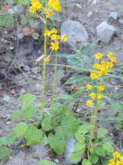 Packera pseudaurea