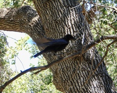 Corvus brachyrhynchos