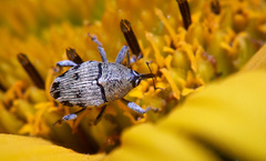 Geraeus penicillus
