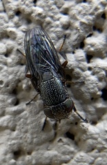 Notogramma purpuratum