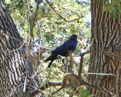 Corvus brachyrhynchos