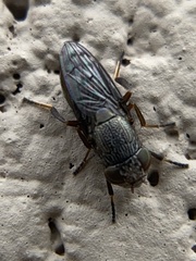 Notogramma purpuratum