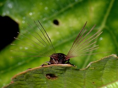 Callirhipis marmorea