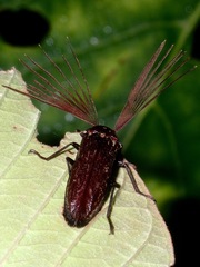 Callirhipis marmorea