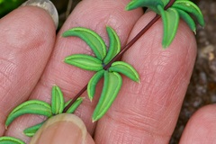 Pellaea wrightiana image