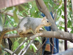 Sciurus niger