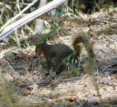 Sciurus niger