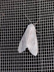 Pygarctia roseicapitis