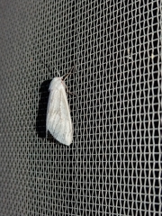Pygarctia roseicapitis