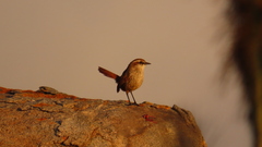 Scelorchilus albicollis