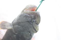 Cebidichthys violaceus