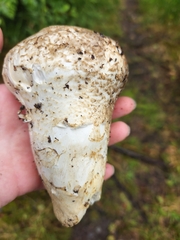 Catathelasma