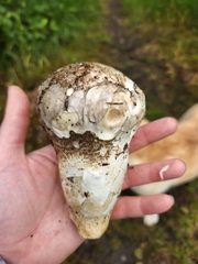 Catathelasma